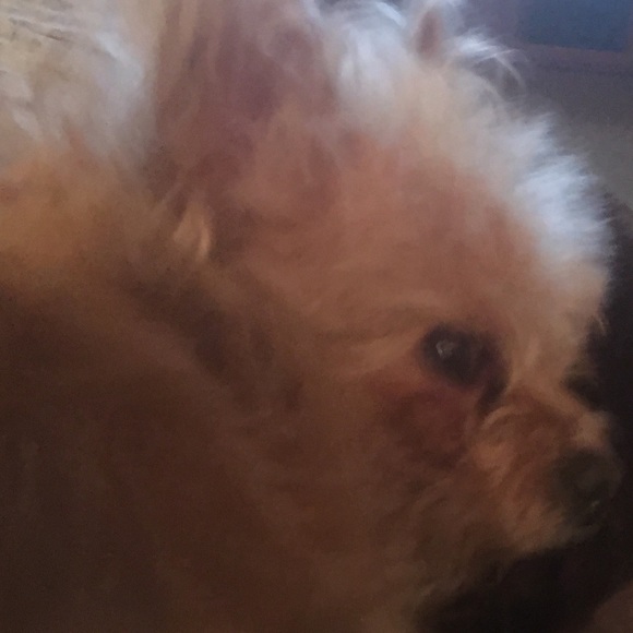 Meet your Posher, Jenn - Picture 2 of 2